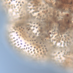 Planorbulina