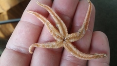 Pedicellaster magister