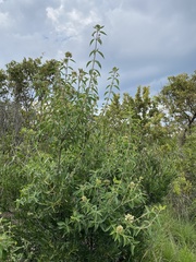 Volkameria glabra