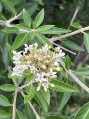 Volkameria glabra