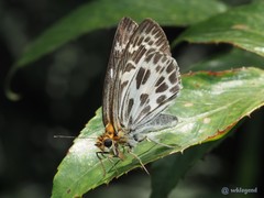 Abraximorpha davidii