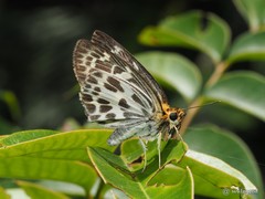 Abraximorpha davidii
