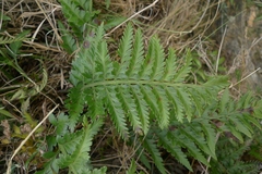 Asplenium appendiculatum maritimum