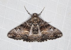 Gastrinodes argoplaca