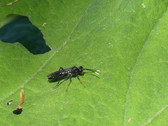 Tenthredo bipunctula