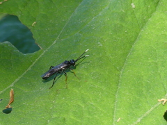 Tenthredo bipunctula