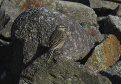 Anthus novaeseelandiae