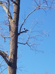 Corvus brachyrhynchos