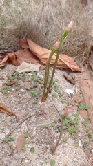 Zephyranthes cearensis