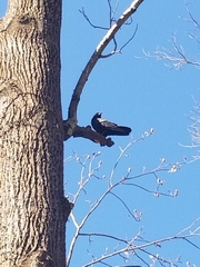 Corvus brachyrhynchos