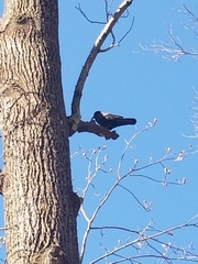 Corvus brachyrhynchos