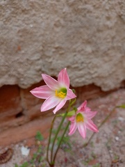 Zephyranthes cearensis