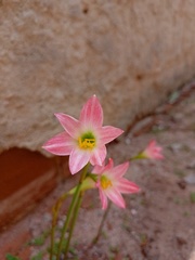 Zephyranthes cearensis