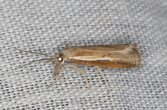 Ptochostola microphaeellus