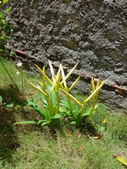 Griffinia gardneriana