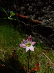 Zephyranthes cearensis