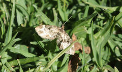 Eupithecia craterias