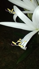 Griffinia gardneriana