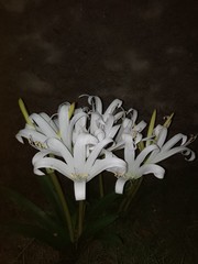 Griffinia gardneriana