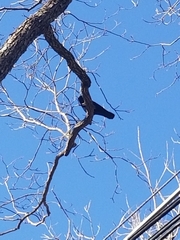 Corvus brachyrhynchos