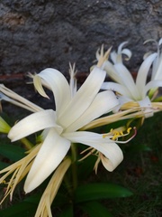 Griffinia gardneriana