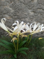 Griffinia gardneriana