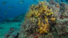 Stolonica socialis