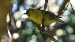 Hemignathus wilsoni