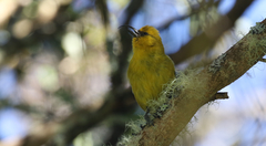 Hemignathus wilsoni