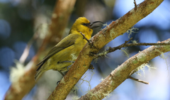 Hemignathus wilsoni