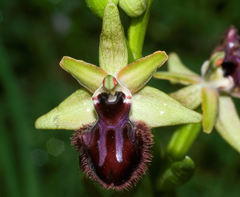 Ophrys sphegodes atrata