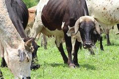 Bos indicus × taurus