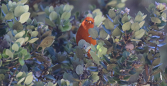 Loxops coccineus