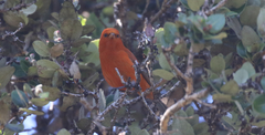Loxops coccineus