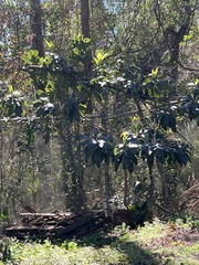 Rhaphiolepis indica image