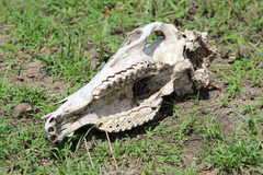 Equus quagga