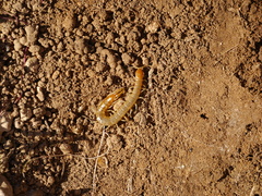 Scolopendra cingulata