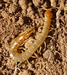 Scolopendra cingulata