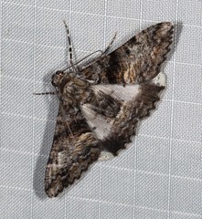 Gastrinodes argoplaca