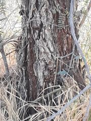 Magnoliopsida
