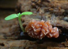 Tubifera ferruginosa acutissima