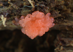 Tubifera ferruginosa acutissima