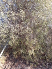 Magnoliopsida
