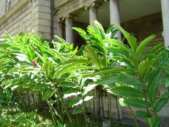 Alpinia purpurata