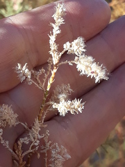 Tamaricaceae