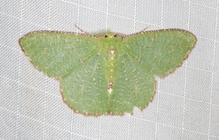 Eucyclodes metaspila