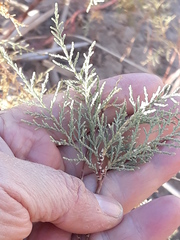 Tamaricaceae