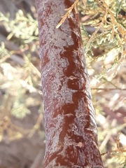 Tamaricaceae