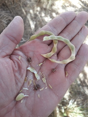 Mimosoideae