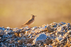 Galerida cristata meridionalis